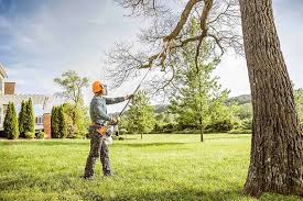 Why Choose Our Tree Removal Services in Braselton, GA?