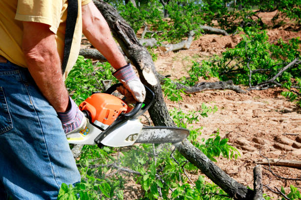 Professional  Tree Services in Braselton, GA